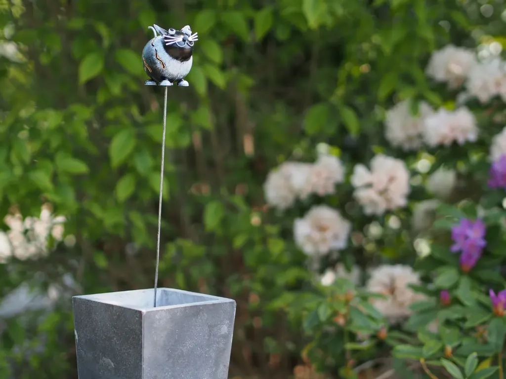 [MD16142] Tuteur chat